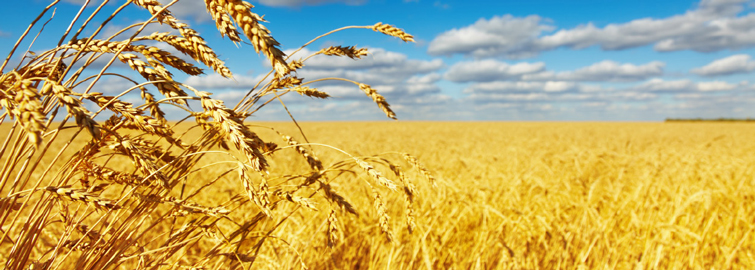 agricultureproducts_755